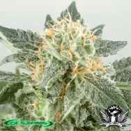 De Sjamaan Seeds Widow Ryder